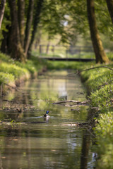 Obraz premium ducks on the river