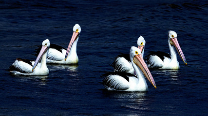A group of white pelicans swimming, high contrast against dark background