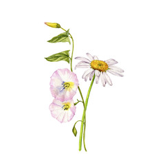 watercolor drawing wild flowers