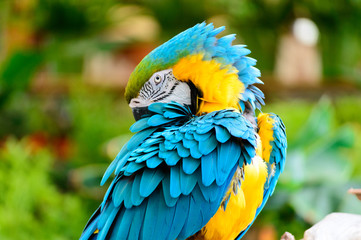 Blue and yellow macaw parrot arranging its colorful feathers