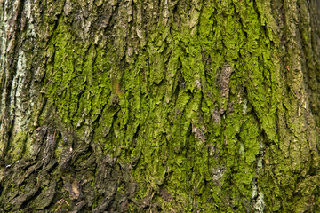 background - mossy cracked tree bark