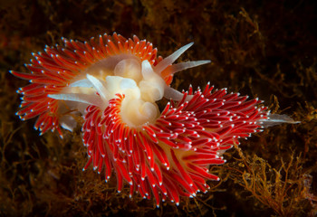 The nudibranches Flabellina nobbilis mating.  Sea of Japan, North Primorye, Russia.
