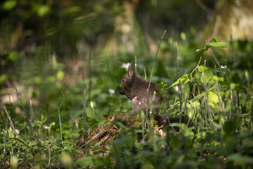 squirrel in the grass