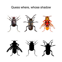 Three insects and three silhouettes. Guess which one of them they belong to.
