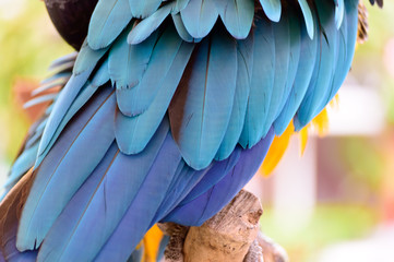 Elegant macro natural texture of the feathers of a blue and yellow macaw parrot