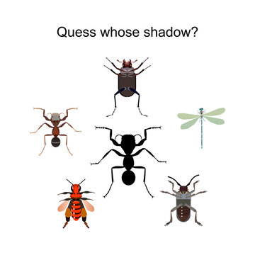 Puzzle for children about insects. The picture shows a bee, ant, dragonfly, beetles and their shadows.