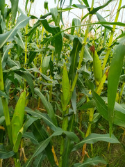 corn on the cob. Green stalk natural