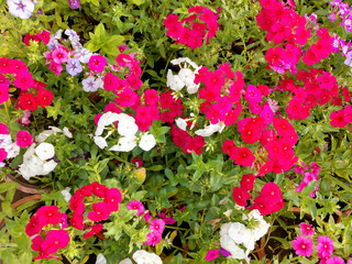 Beautiful gillyflowers blooming in Garden, beautiful little flowers close up in garden