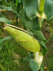 corn on the cob. Green stalk natural