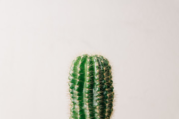 Green cactus on white background. Minimal decoration plant on color background with copy space.
