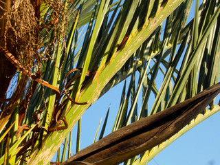 close up of palm trees