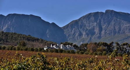 Fototapeta premium Landscape with vineyards in Autumn and Mountains in the background