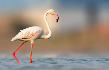 The Greater Flamingo is an easily identifiable, colourful wading bird and is often found flocking together with the Lesser Flamingo all over region.