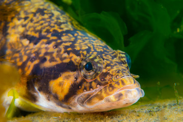 The Long shanny (Stichaeus grigorjewi) fron Sea of Japan, North Primorye, Russia.
