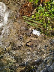small waterfall in the forest