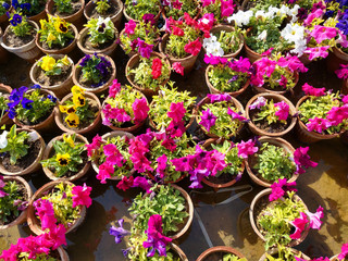 Fototapeta na wymiar colorful blooming Petunia flowers, close-up on colored petunias