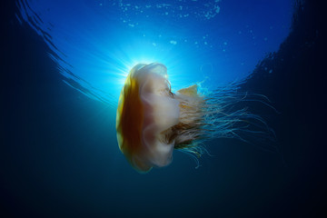 The jellyfish Cyanea capillata.
