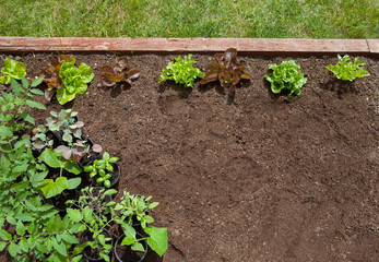 Garden vagetable patch background  with growing  lettuce and pots of
tomatoes, cucumber, herbs, broccoli ready to be planted