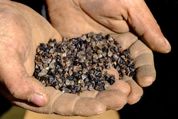 Buckwheat seeds in the palms
