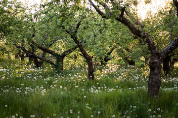 apple garden at sunset green grass
