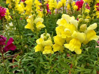 Beautiful garden flowers at sunny day, Snapdragon flowers blooming in garden, Colorful Snapdragons