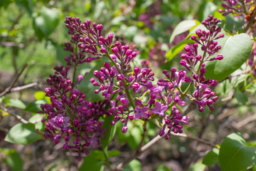 Close up view of newly emerging Persian lilac flower blossoms and buds with deep purple color, and blue sky background