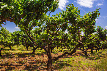 Organic green peach fruits on tree in big garden