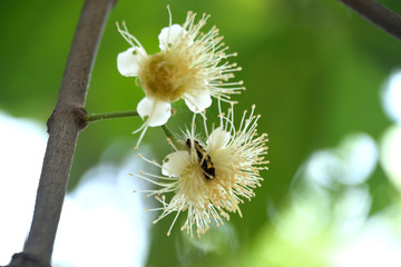 nature free in lock down