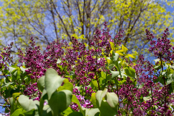 Obraz premium Close up view of newly emerging Persian lilac flower blossoms and buds with deep purple color, and blue sky background
