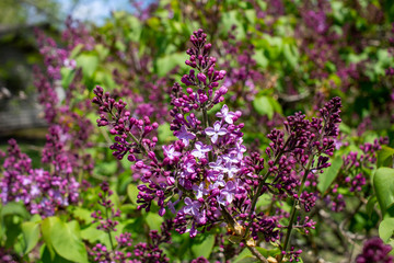 Close up view of newly emerging Persian lilac flower blossoms and buds with deep purple color, and blue sky background