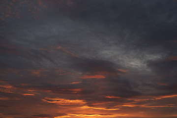 Beautiful cherry blossoms Sakura in spring over blue, bumblebee pollinates cherry flowers. May.