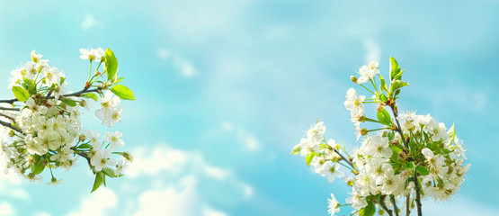 Obraz na płótnie Canvas blossom cherry against blue sky. beautiful floral spring season. banner. copy space.