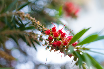 beautiful mountain flower on a tree at dawn