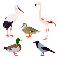 Wild birds set isolated on white background, vector illustration of stork, flamingo, crow, mallard duck hen and drake