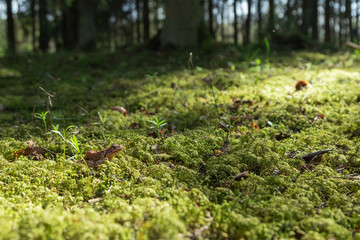 frog in a swamp in green moss