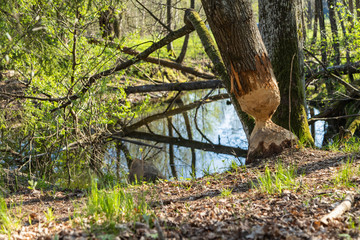 a beaver nibbles trees for a dam © andrey2017