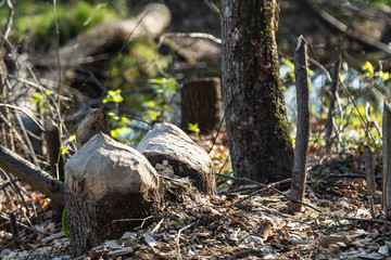 a beaver nibbles trees for a dam