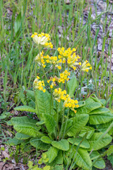 Primula veris, the cowslip, common cowslip, or cowslip primrose (syn. Primula officinalis Hill)