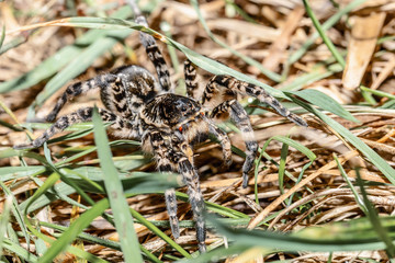 biggest european spider Geolycosa vultuosa, in natural habitat, Hortobagy National Park, Hungary puszta, Europe wildlife insect