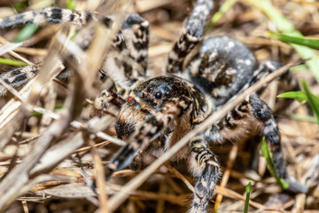biggest european spider Geolycosa vultuosa, in natural habitat, Hortobagy National Park, Hungary puszta, Europe wildlife insect