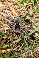 biggest european spider Geolycosa vultuosa, in natural habitat, Hortobagy National Park, Hungary puszta, Europe wildlife insect