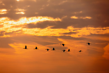 Plakat silhouette of flying flock of birds, Common Crane (Grus grus) against sunset sky, migration in the Hortobagy National Park, Hungary puszta, European ecosystems in UNESCO World Heritage Site