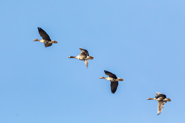 flying flock of Greylag goose (Anser anser), bird migration in the Hortobagy National Park, Hungary, puszta is famouf ecosystems in Europe and UNESCO World Heritage Site