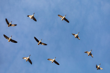 flying flock of Greylag goose (Anser anser), bird migration in the Hortobagy National Park, Hungary, puszta is famouf ecosystems in Europe and UNESCO World Heritage Site