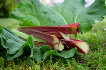 Freshly harvested stalks and leaves of rhubarb