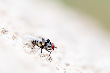 Mosquito perched on a white wall in an urban garden on a bright spring day