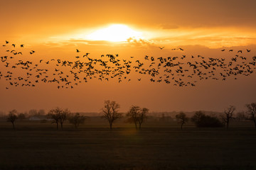 flying big flock of Greylag goose (Anser anser) over sunset landscape, bird migration in the Hortobagy National Park, Hungary, puszta is famouf ecosystems in Europe and UNESCO World Heritage Site