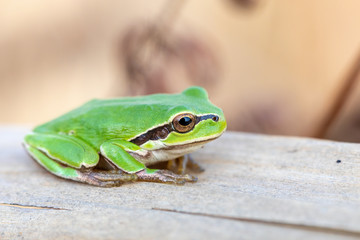 beautiful european tree frog (Hyla arborea formerly Rana arborea) on reeds, small amphibian from Europe. Hortobagy National Park, Hungary, puszta, UNESCO World Heritage Site
