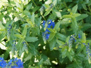 (Veronica austriaca) Véronique d'Autriche à floraison printanière en forme de touffes et épis...