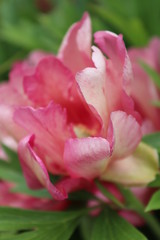 pink and white tulip